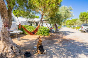 ¿Buscas un camping donde los perros sean bienvenidos? El Camping Ametlla es tu destino